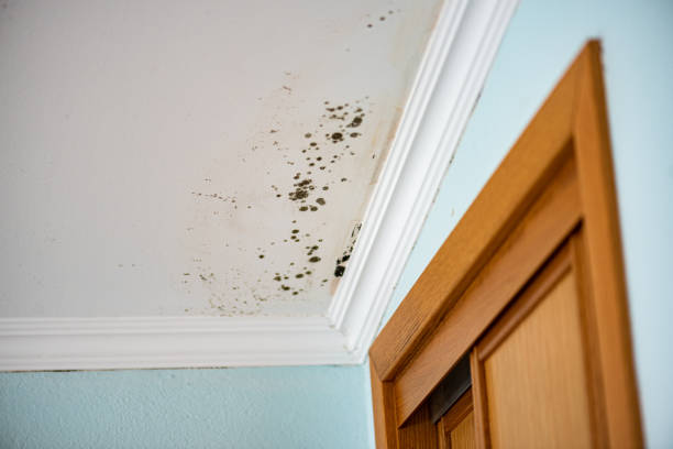Best Bathroom Mold Remediation in Bayard, NM
