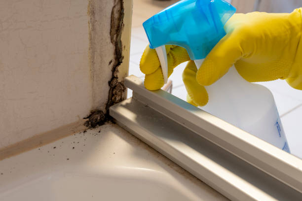 Professional Mold Remediation in Bayard, NM