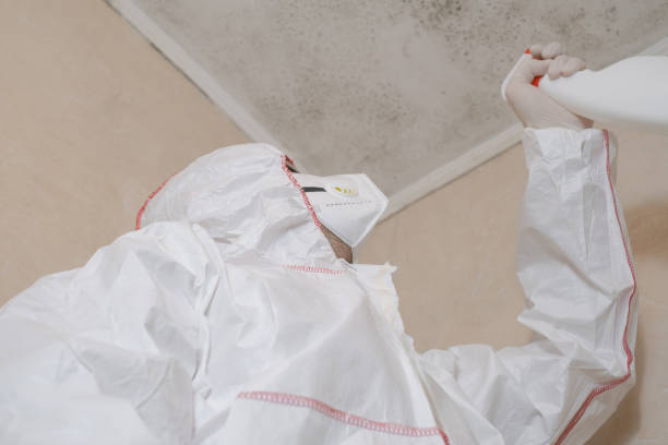 Best Commercial Mold Remediation in Bayard, NM