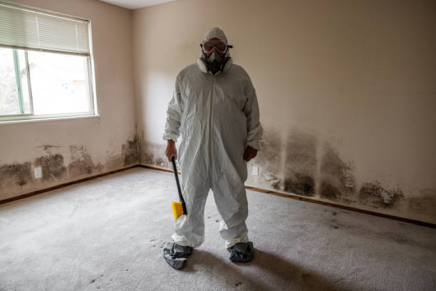 Best Attic Mold Remediation in Bayard, NM