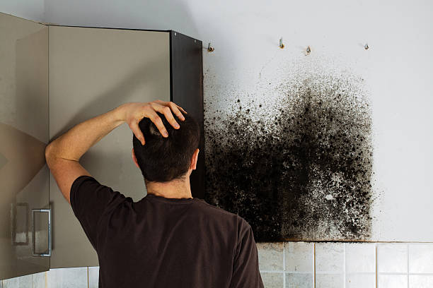 Best Emergency Mold Remediation in Bayard, NM