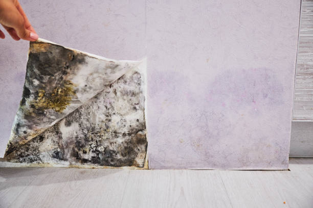 Best Post-Flood Mold Remediation in Bayard, NM